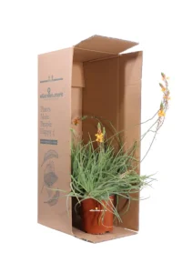 Bulbinella Arancione - Bulbine Frutescens Hallmark v17 egarden.store online