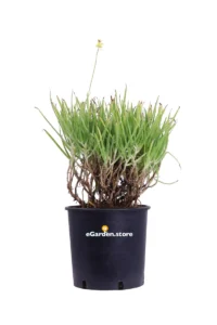 Bulbinella Gialla - Bulbine Frutescens v24 egarden.store online
