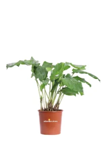 Calathea Musaica Network v12 egarden.store online