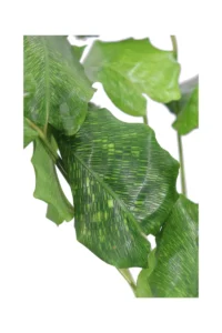 Calathea Musaica Network v12 egarden.store online