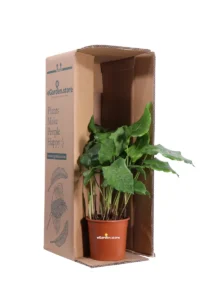 Calathea Musaica Network v12 egarden.store online