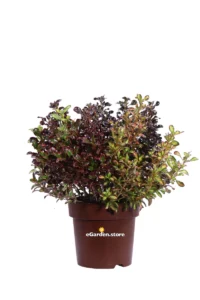 Coprosma Mix v17 egarden.store online