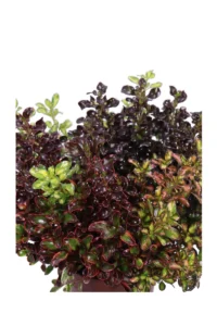 Coprosma Mix v17 egarden.store online
