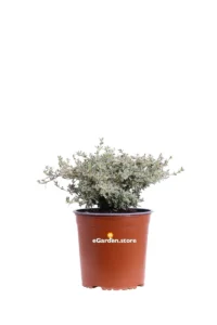 Coprosma X Kirkii Variegato v17 egarden.store online