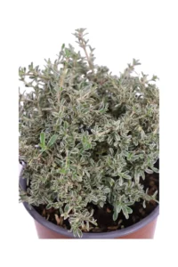 Coprosma X Kirkii Variegato