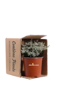 Coprosma X Kirkii Variegato