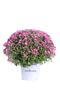 Crisantemo - Chrysanthemum Fucsia v17 egarden.store online