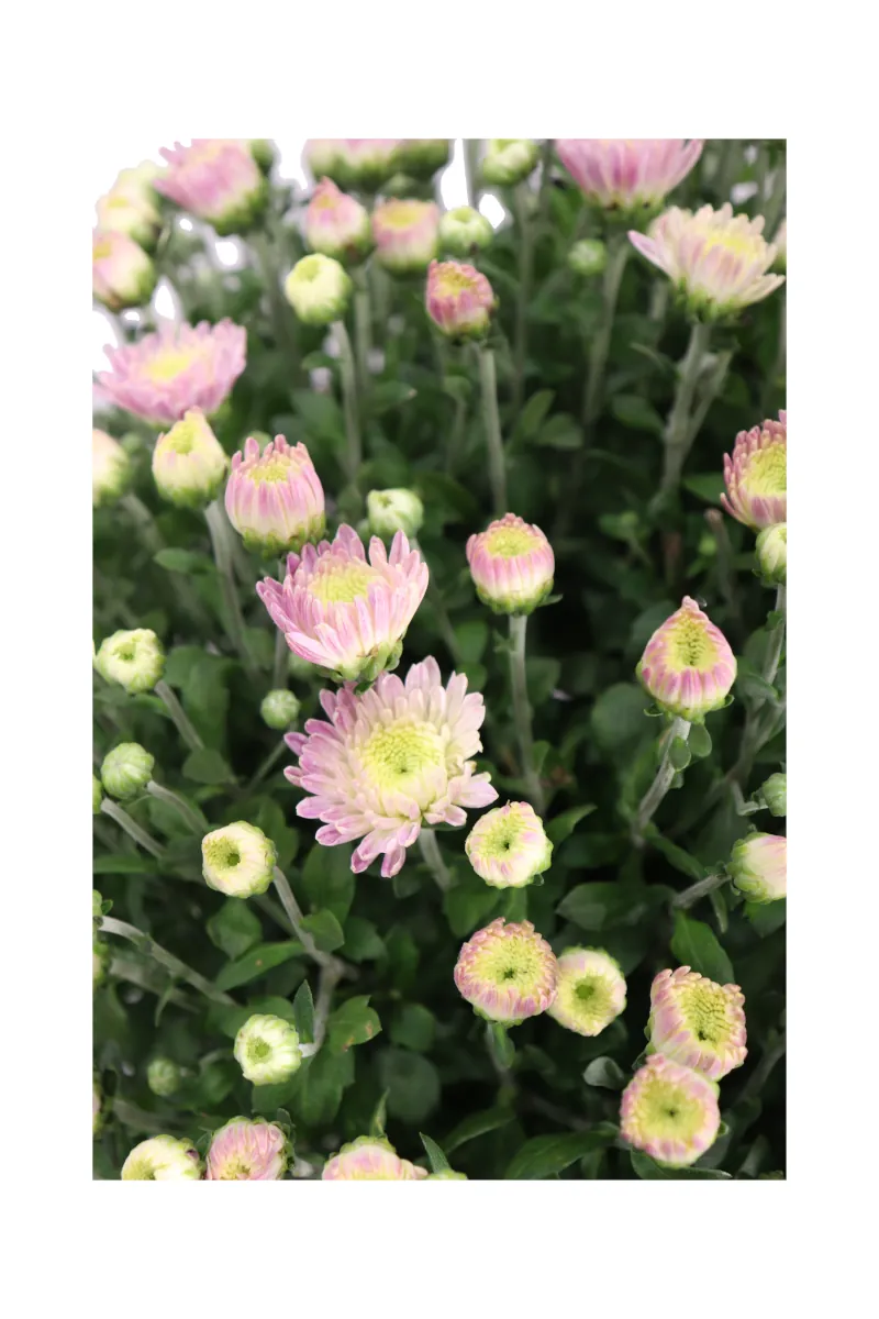 Crisantemo - Chrysanthemum Rosa bk19 egarden.store online