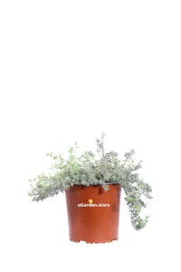 Dorycnium Hirsutum v17 egarden.store online