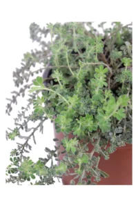 Dorycnium Hirsutum v17 egarden.store online