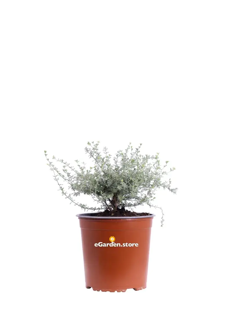 Dorycnium Pentaphyllum v17 egarden.store online