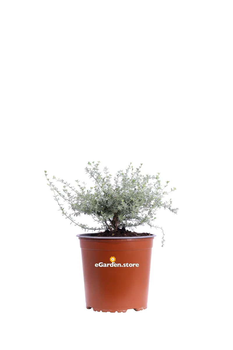 Dorycnium Pentaphyllum v17 egarden.store online