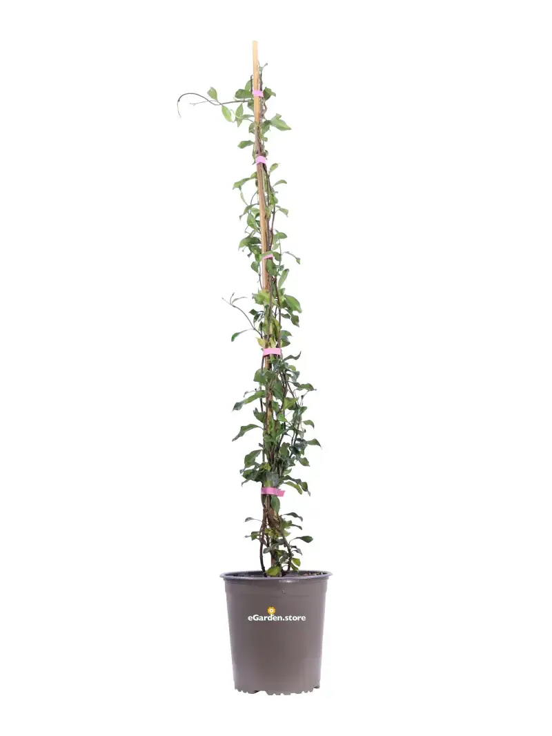 Falso Gelsomino - Rhyncospermum Asiaticum Pink Showers v19 egarden.store online