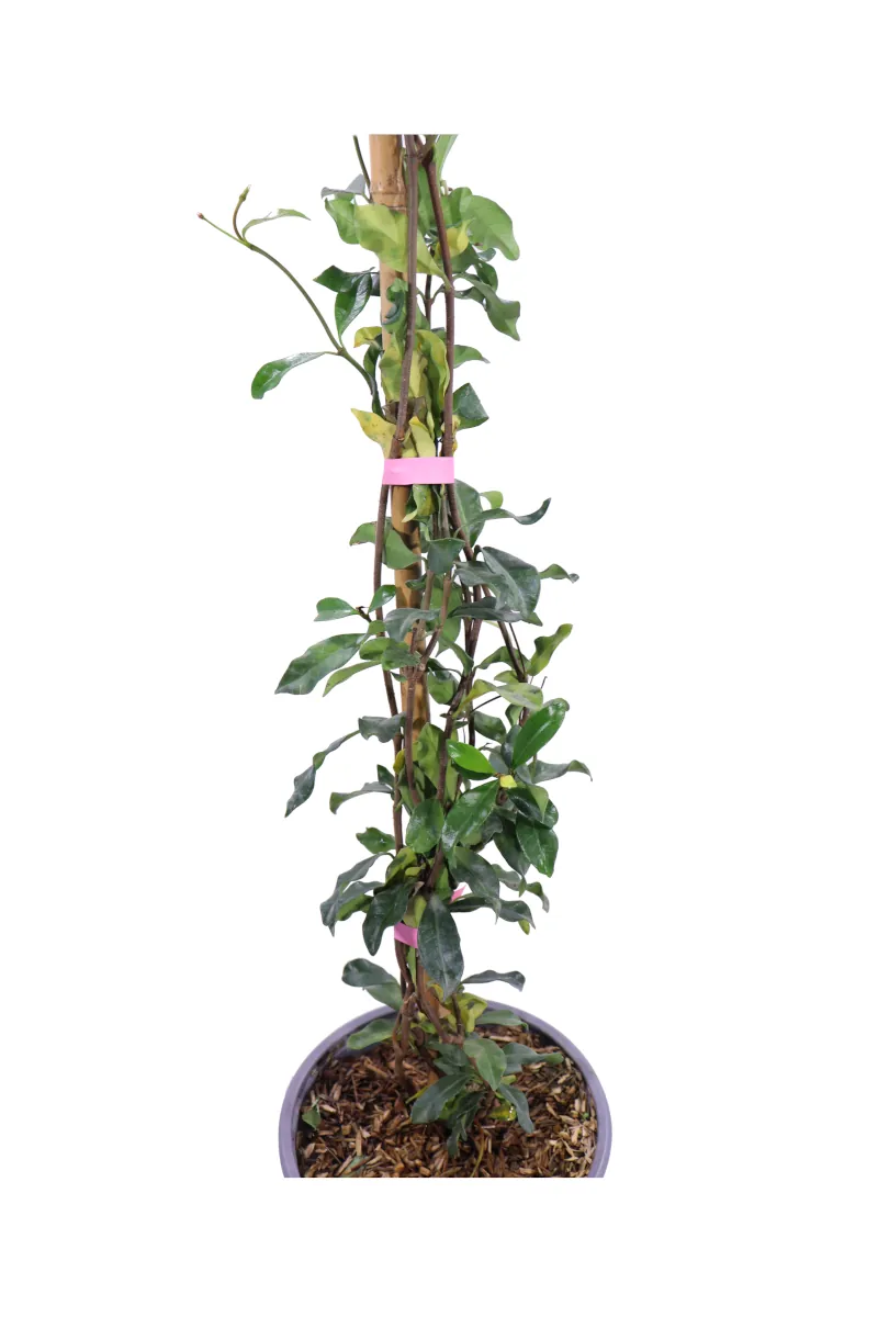 Falso Gelsomino - Rhyncospermum Asiaticum Pink Showers v19 egarden.store online