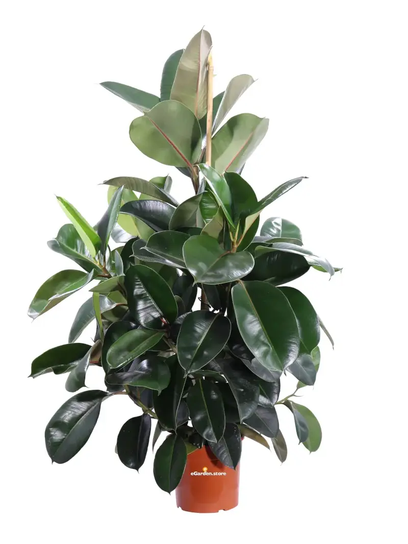 Ficus Elastica Robusta v20 egarden.store online