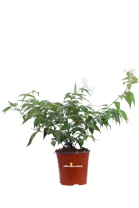 Gelsomino - Jasminum Nitidum v17 egarden.store online