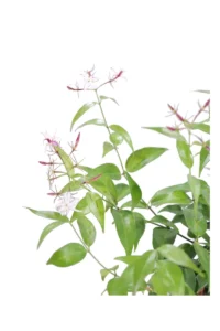 Gelsomino - Jasminum Nitidum v25 egarden.store online