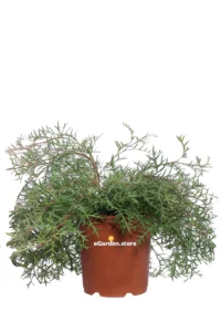 Grevillea Bronze Rambler v24 egarden.store 1 Grevillea Bronze Rambler v24 egarden.store online
