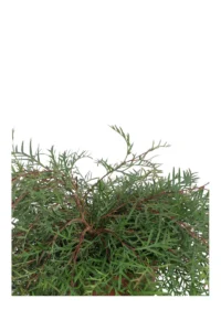Grevillea Bronze Rambler v24 egarden.store 2 Grevillea Bronze Rambler