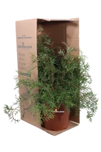 Grevillea Bronze Rambler v24 egarden.store 3 Grevillea Bronze Rambler