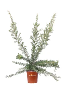 Grevillea Poorinda Constance v17 egarden.store online