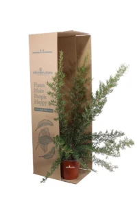 Grevillea Poorinda Constance