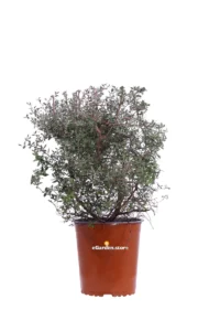 Leptospermum Mesmer Eyes v19 egarden.store online
