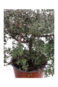 Leptospermum Mesmer Eyes v19 egarden.store online