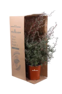 Leptospermum Mesmer Eyes v19 egarden.store online