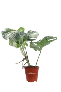 Monstera Deliciosa Albo Variegata v19 egarden.store online
