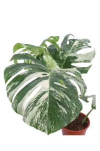Monstera Deliciosa Albo Variegata v19 egarden.store online