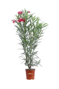 Oleandro - Nerium Oleander Emile Sahut v17 egarden.store online