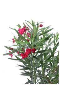 Oleandro - Nerium Oleander Emile Sahut v17 egarden.store online