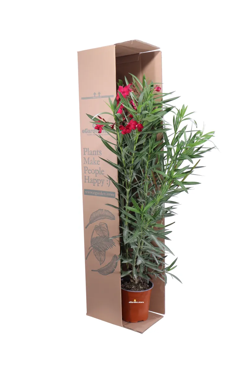 Oleandro - Nerium Oleander Emile Sahut v17 egarden.store online