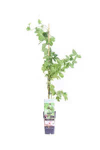 Passiflora Edulis v15 egarden.store online