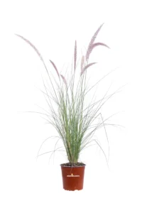 Pennisetum Messiacum v17 egarden.store 1 Pennisetum Messiacum v17 egarden.store online