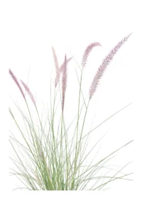 Pennisetum Messiacum v17 egarden.store 2 Pennisetum Messiacum v17 egarden.store online