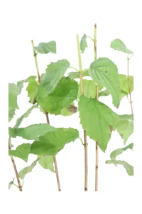 Philadelphus Manteau D'Hermine v19 egarden.store 2 Philadelphus Manteau D'Hermine v19 egarden.store online