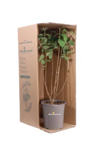 Philadelphus Manteau D'Hermine v19 egarden.store 3 Philadelphus Manteau D'Hermine v19 egarden.store online