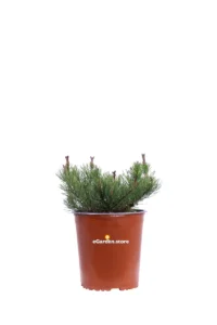 Pino Nano - Pinus Mugo Pumilio v19 egarden.store 1 Pino Nano - Pinus Mugo Pumilio v19 egarden.store online
