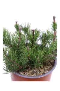 Pino Nano - Pinus Mugo Pumilio v19 egarden.store 2 Pino Nano - Pinus Mugo Pumilio v19 egarden.store online