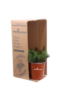 Pino Nano - Pinus Mugo Pumilio v19 egarden.store 3 Pino Nano - Pinus Mugo Pumilio