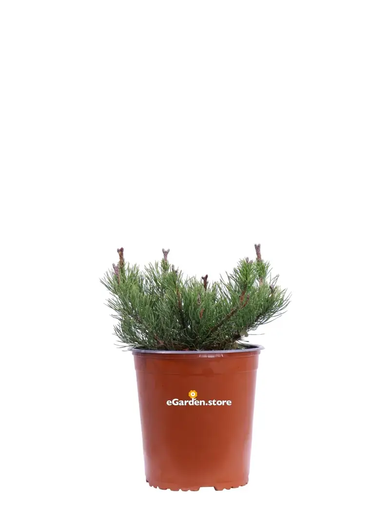 Pino Nano - Pinus Mungo Pumilio v19 egarden.store online