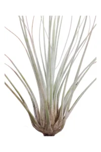 Tillandsia Filifolia egarden.store online