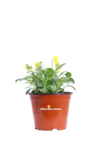 Violetta Gialla v14 egarden.store 1 Violetta Gialla v14 egarden.store online