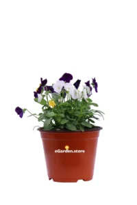 Violetta Multicolor v14 egarden.store online