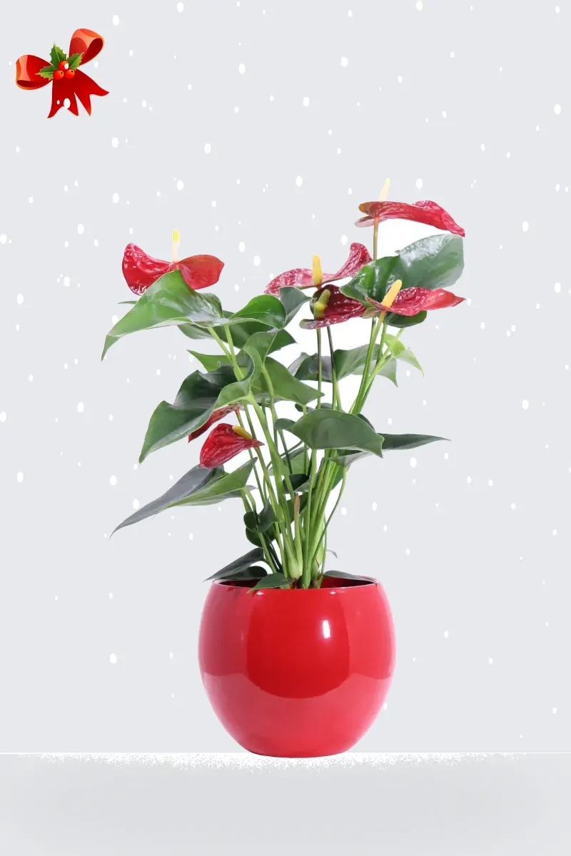 Anthurium Rosso Deco Natale v14 egarden.store online