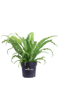 Asplenium Antiquum Osaka v17 egarden.store 1 Asplenium Antiquum Osaka v17 egarden.store online