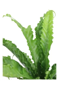 Asplenium Antiquum Osaka v17 egarden.store 2 Asplenium Antiquum Osaka v17 egarden.store online