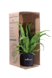 Asplenium Antiquum Osaka v17 egarden.store 3 Asplenium Antiquum Osaka v17 egarden.store online